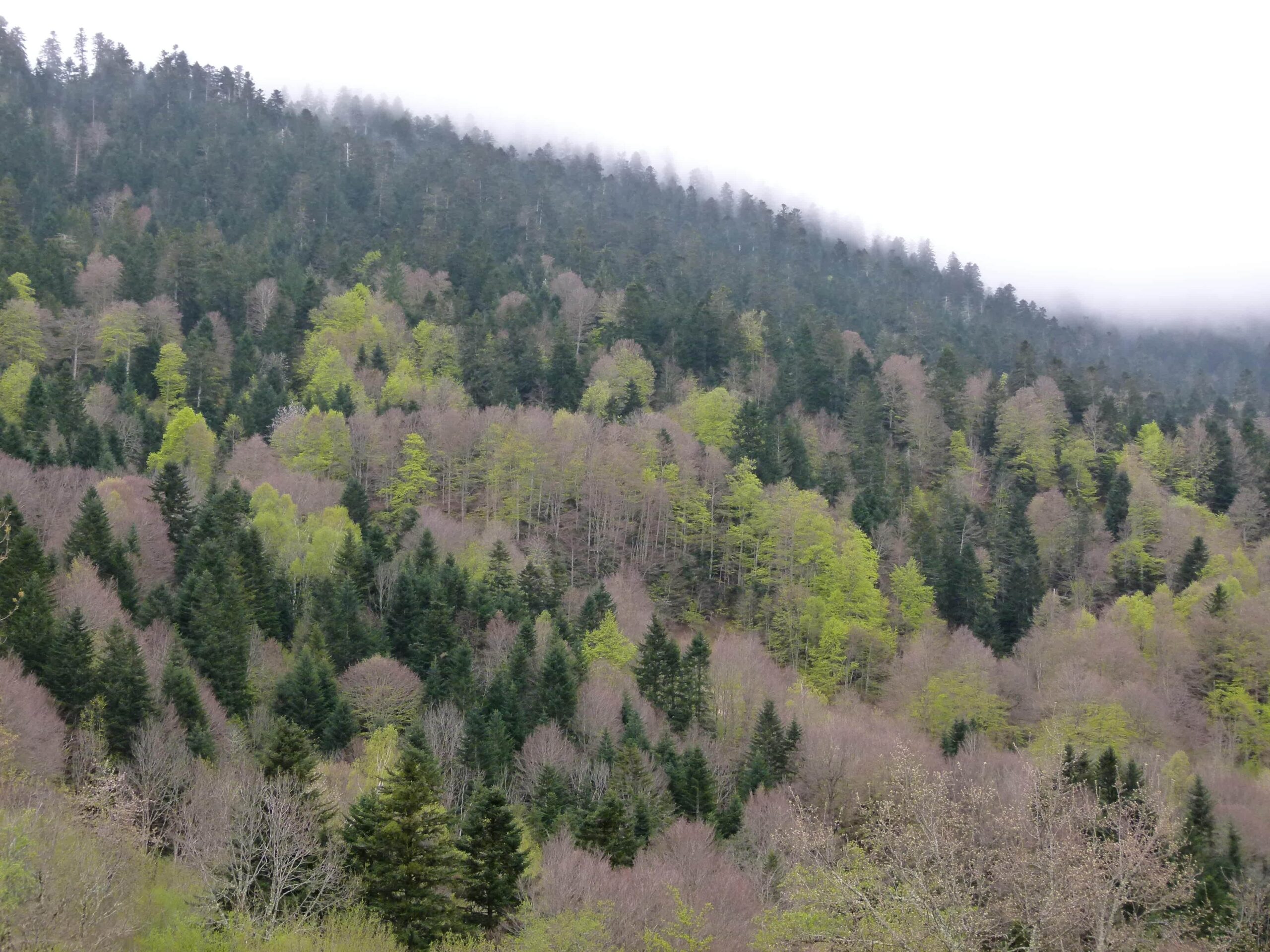 Historia-et-Laetitia-Foret-des-Pyrenees-Centrales-a-la-sortie-de-l-hiver-min