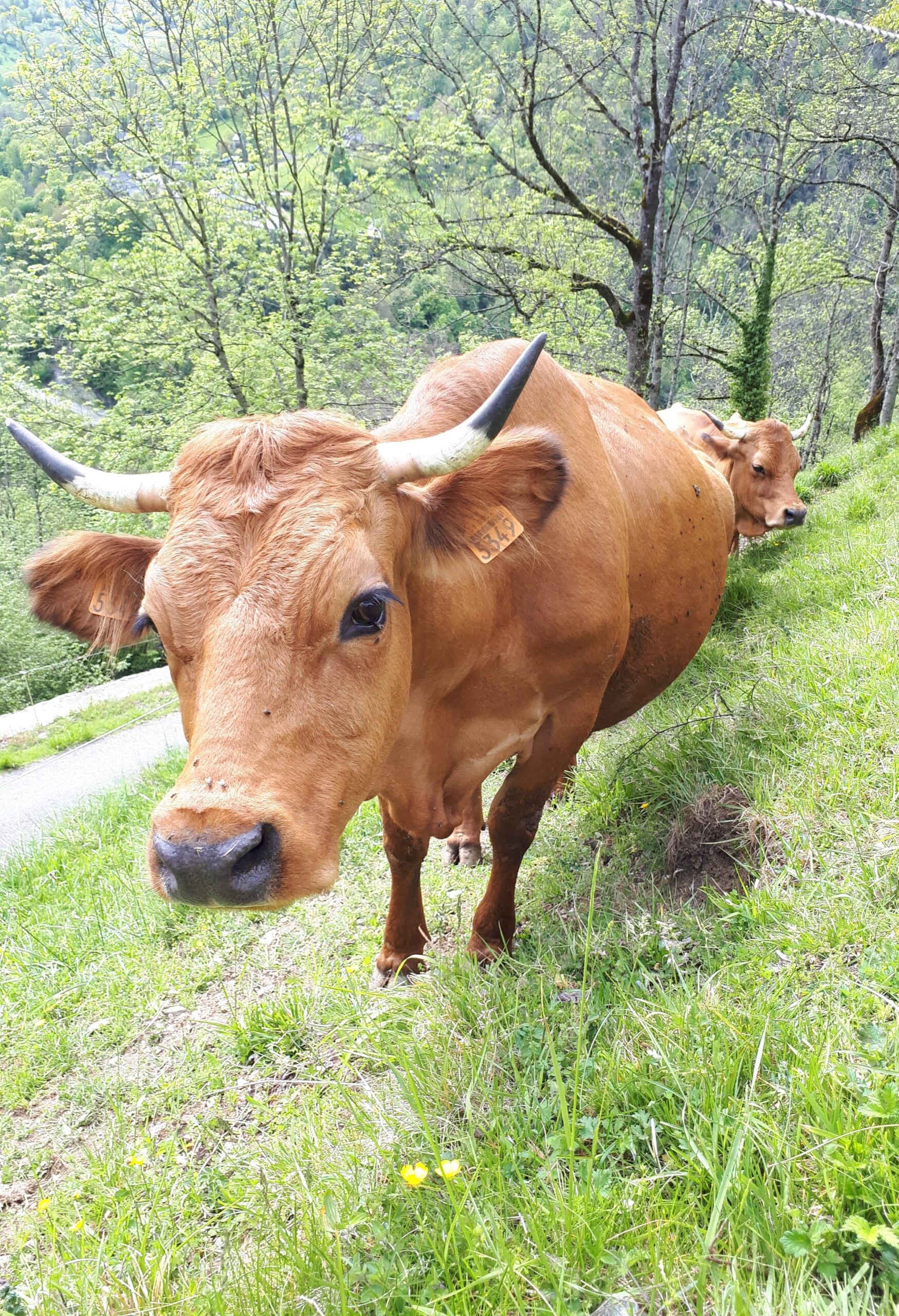 Historia-et-Laetitia-Jolie-vache-tarantaise-au-regard-de-biche-min